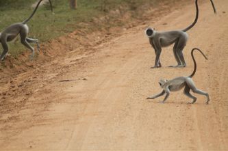 Apor i Udawalawa nationalpark