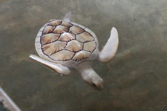 Albino sköldpaddan i Kosgoda.
