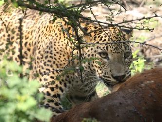Leopard i Wilppatus Nationalpark